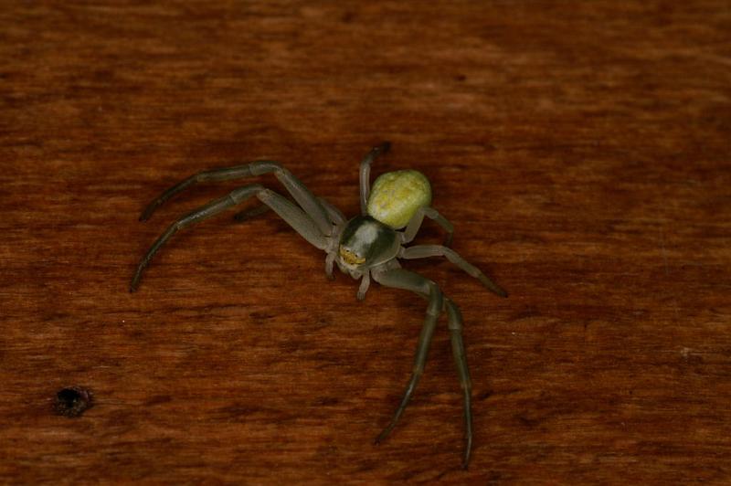 Misumena_vatia_D5018_Z_90_Les Gris_Frankrijk.jpg